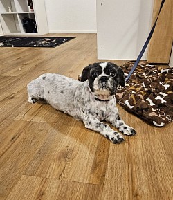 Hundesalon